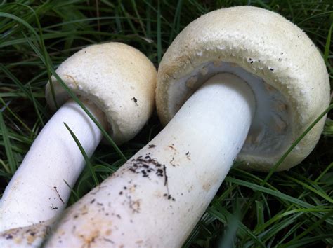 Agaricus Fissuratus Mushroom Table