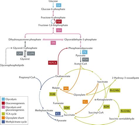 Life Cycle Of Mycobacterium Tuberculosis Mycobacterium Tuberculosis