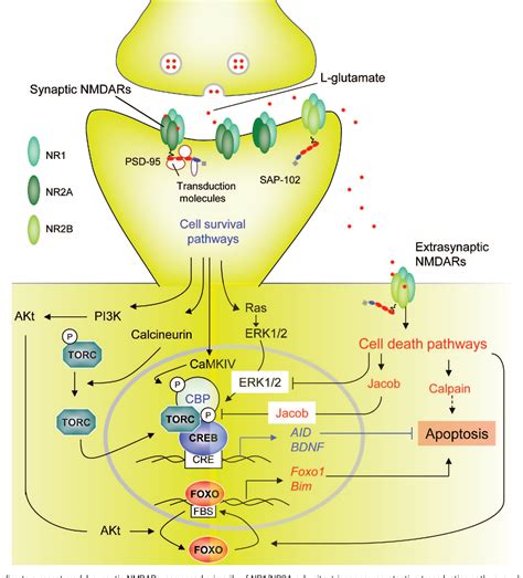 Figure 2 From Nmda Receptors Semantic Scholar