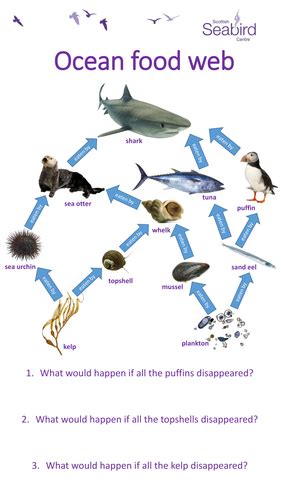 Scottish Seabird Centre - Ocean food web worksheet | Teaching Resources