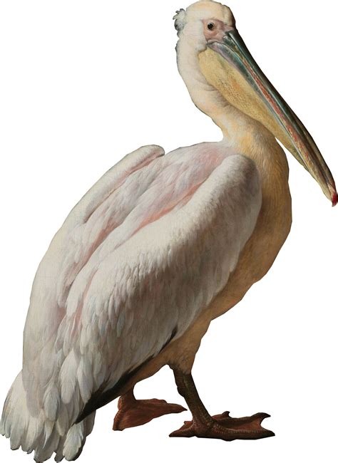 Pelican Seabird Pelecaniformes Water bird - pelican png download - 2033 ...