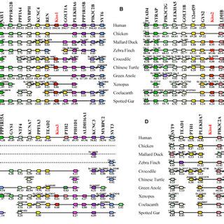 Amino Acid Sequences Of Kisspeptin 10 Kp 10 And Their Proteolytic