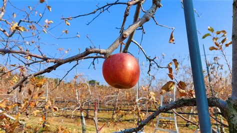 Pobanglim Apple Farm 1 Apple Farm In Winter 포방림 사과농장 일상 1 겨울 사과 농장