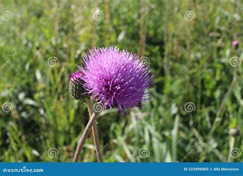 Bright Pink Flowers Prickly Weeds With Thorns In The Grass Burdock