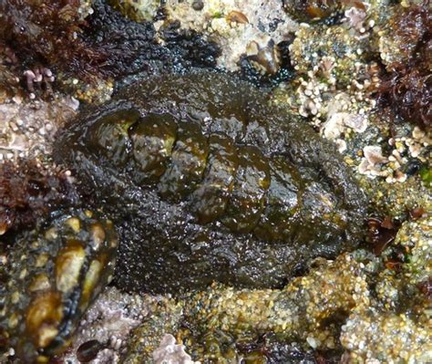 Nuttallina Spp Multi Agency Rocky Intertidal Network Inaturalist