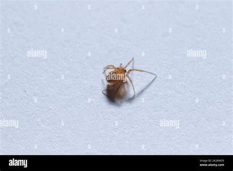 A small brown spider on the ground Stock Photo - Alamy