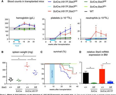 Pdf Deletion Of Stat In Hematopoietic Cells Enhances Thrombocytosis