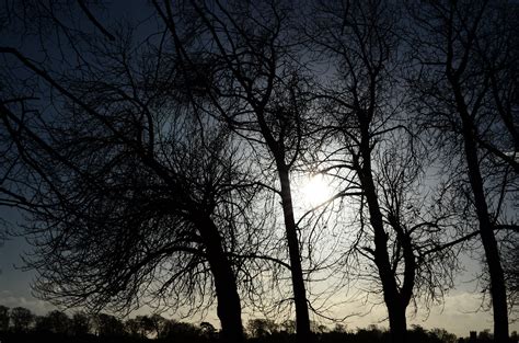 Free Images Tree Nature Forest Branch Winter Light Cloud Black