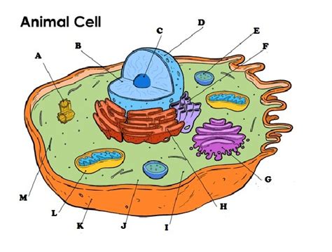 Animal Cell Diagram Quizlet