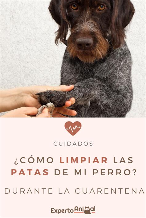 C Mo Limpiar Las Patas De Mi Perro Al Llegar A Casa Durante El