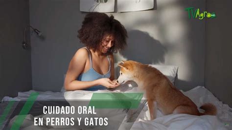 Cuidado Oral En Perros Y Gatos TvAgro Por Juan Gonzalo Angel Restrepo