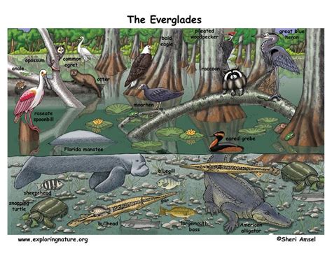 Animals Native To Florida Everglades | bigcockdaddies