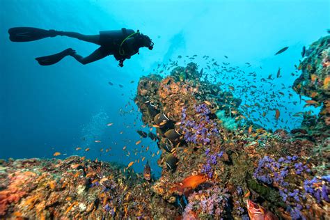 Scuba Diving In Great Barrier Reef From Port Douglas