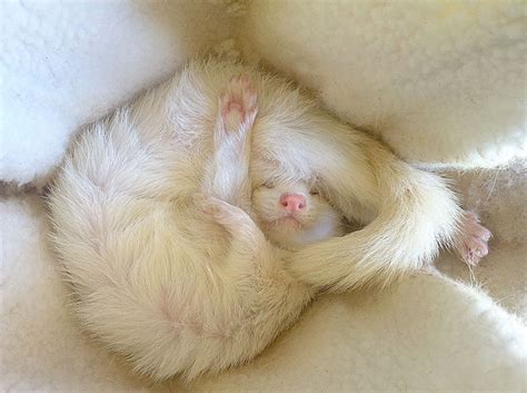 Ferret Sleeping | Bored Panda