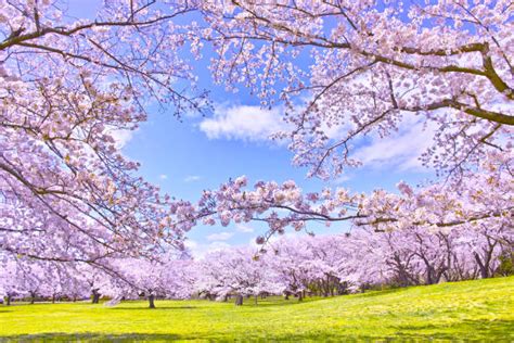 3月 風景 日本のストックフォト - iStock