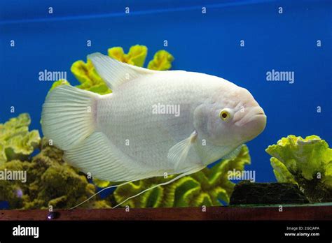 Giant white albino gourami in the freshwater aquarium. Ornamental big ...