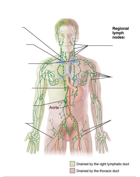 Lymphatic Ducts Diagram | Quizlet