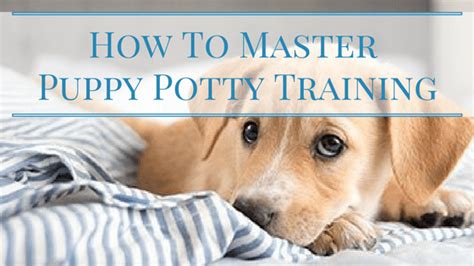 How-To-Master-Puppy-Potty-Training - Charleston Dog Walker