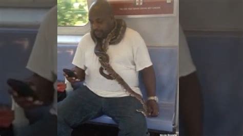 A New York City subway rider had 2 snakes around his neck and managed to text and went about his ...