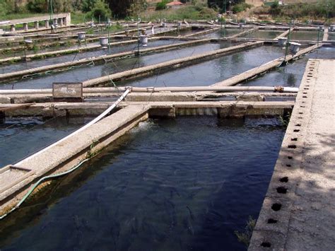 Historia De La Acuicultura Y Las Piscifactorias En Roma