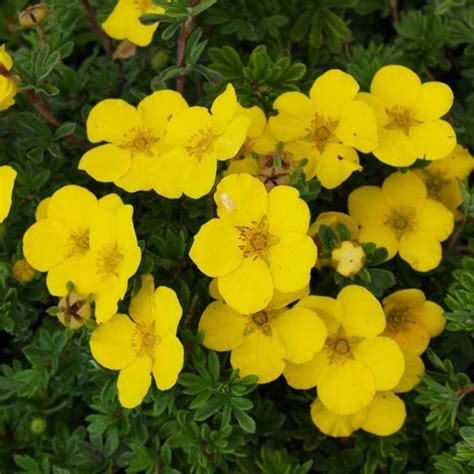 E Bonsai Outdoor Bonsai Potentilla Fruticosa