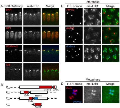 Localization Of D Melanogaster Lhr Within Pericentric Heterochromatin