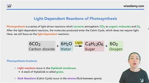 Light Dependent Reactions Of Photosynthesis Detailed Wize