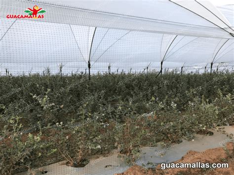 Control de aves en los edificios agrícolas Cómo podemos solucionarlos