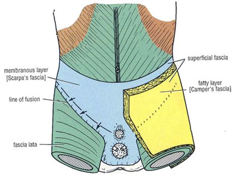 Scarpa Fascia – Stepwards