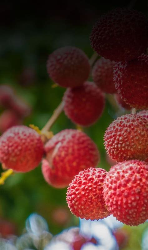 9 Health Benefits Of Lychee