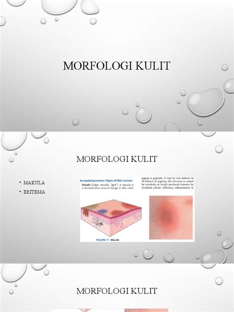 Morfologi Kulit Materi Koas Pdf