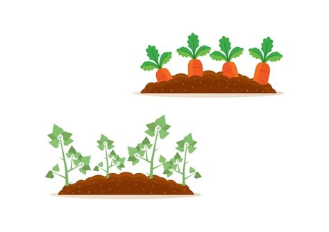 Cosecha De Patatas Y Zanahorias Clipart Vector Premium