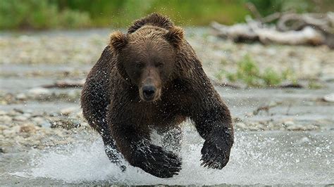 Katmai: Alaska's Wild Peninsula - Twin Cities PBS