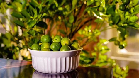 How To Grow Calamansi From Seed Indoors? - Indoor Garden Tips