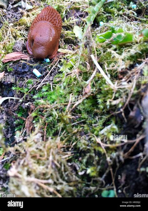 Garden Slugs Snails Animals Poison Granule Stock Photo Alamy