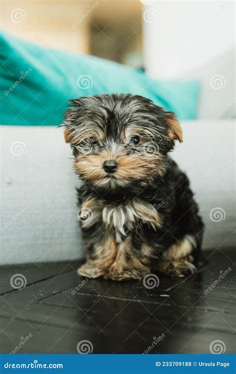 A Tiny Teacup Yorkie Puppy Dog Sitting On A Side End Table Stock Photo