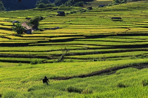 Rice Terraces,chiang Mai,thailand Editorial Stock Photo - Image of ...