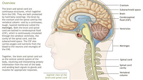 Understanding the Anatomy of the Nervous System-A.D.A.M. OnDemand