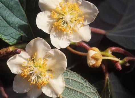 Actinidia Chinensis Solo Kiwi De Nouvelle Z Lande Souris V G Tale