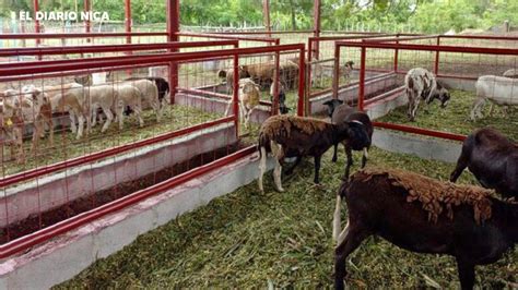 Inauguran Granja De Ganado Ovino Y Caprino En Managua El Diario Nica