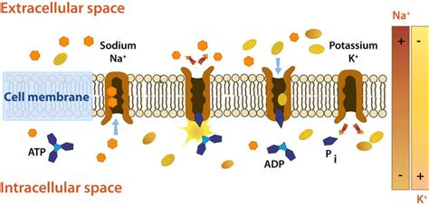 Sodium-Potassium Pump | Cell Biology