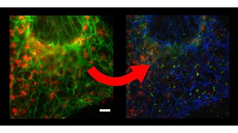 Multicolor Super Resolution Imaging Made Easy Epfl