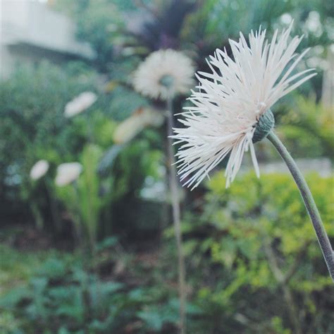 Free Images Nature Meadow Dandelion Leaf Flower Green Botany