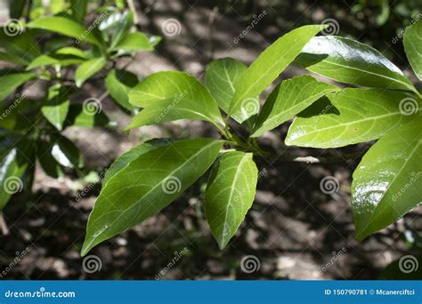 Leaves of Portugal Laurel Tree Close-up Stock Image - Image of closeup ...