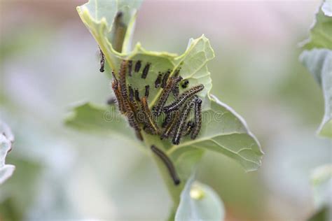 Grandes Chenilles Blanches De Papillons Sur L Usine De Brocoli Image