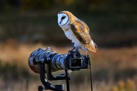 Bird Photography: Learn How To Take Great Shots of Your Bird Friends