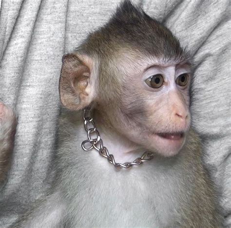 Monkey Jojo In 2020 Monkey Funny Videos Monkeys Funny Baby Monkey