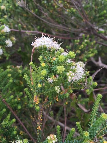 Agathosma Apiculata Cape St Francis BioDiversity4All