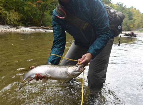 Lake Erie Steelhead Fishing Thriving Through Great Lakes Cooperation