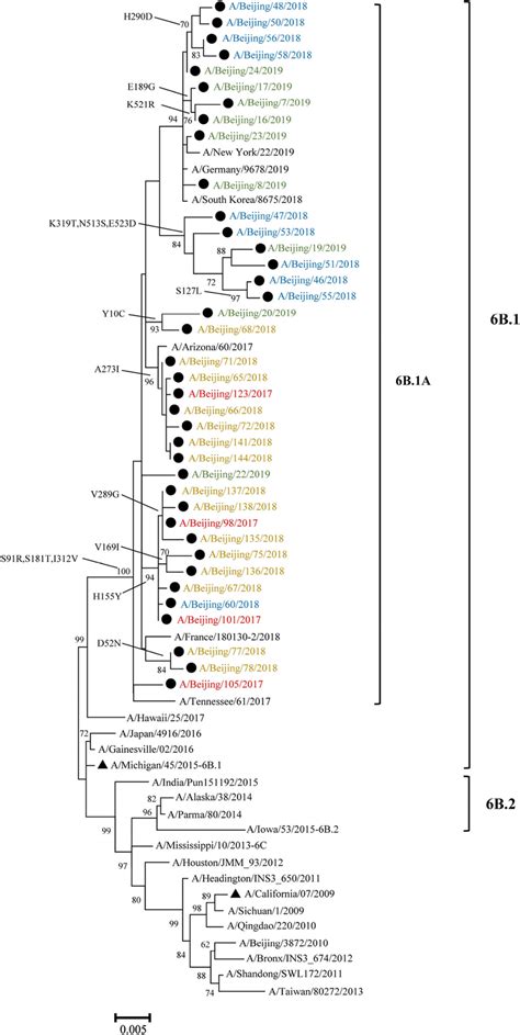 Phylogenetic Tree Based On Ha Nucleotide Sequences Of Influenza